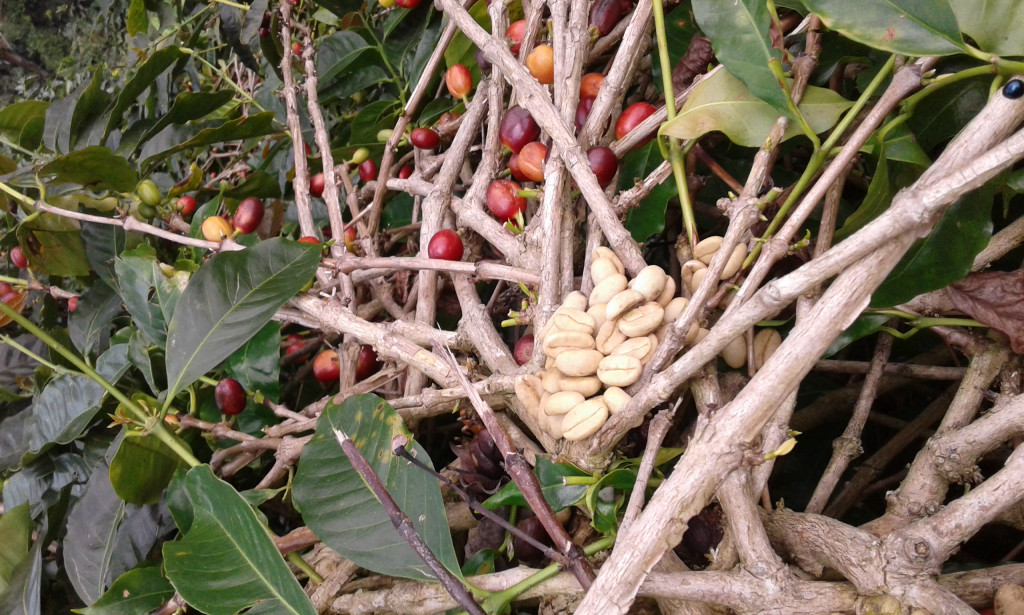 Titipan Kopi Luak Perkebunan kopi